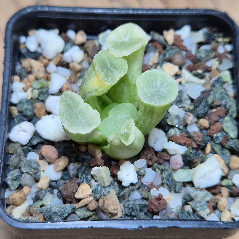 VVG27493 Haworthia maughanii ‘White Brocade of All Things’ - Image 3