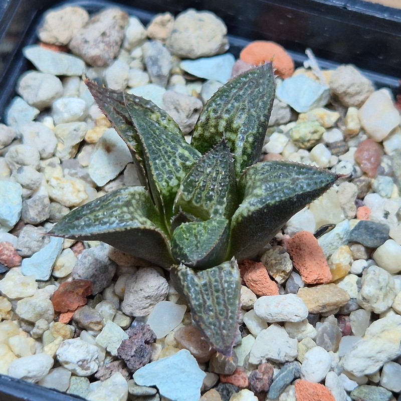 VVG27501 Haworthia 'Yuki Keshiki' hybrid seedling