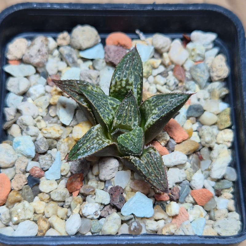 VVG27501 Haworthia 'Yuki Keshiki' hybrid seedling - Image 2