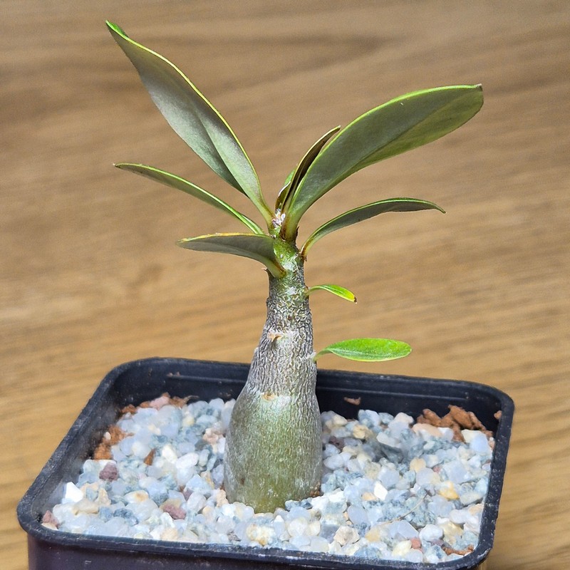 VVG27504 Adenium obesum hybrid mix - Image 2