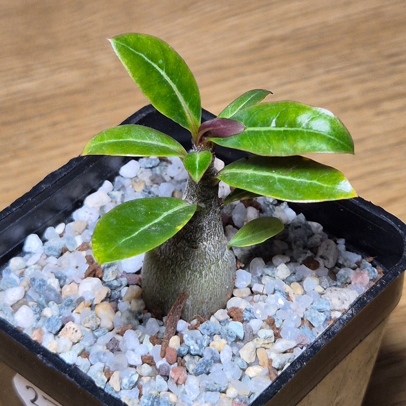 VVG27505 Adenium obesum hybrid mix