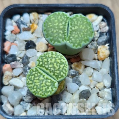 VVG27965 Lithops salicola 'Malachite' x  julii 'Fuller Green' 2 plants seedling