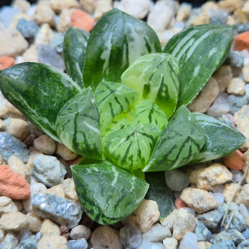 VVG27967 Haworthia obtusa ‘Komomo’ f. variegata ex. Japan
