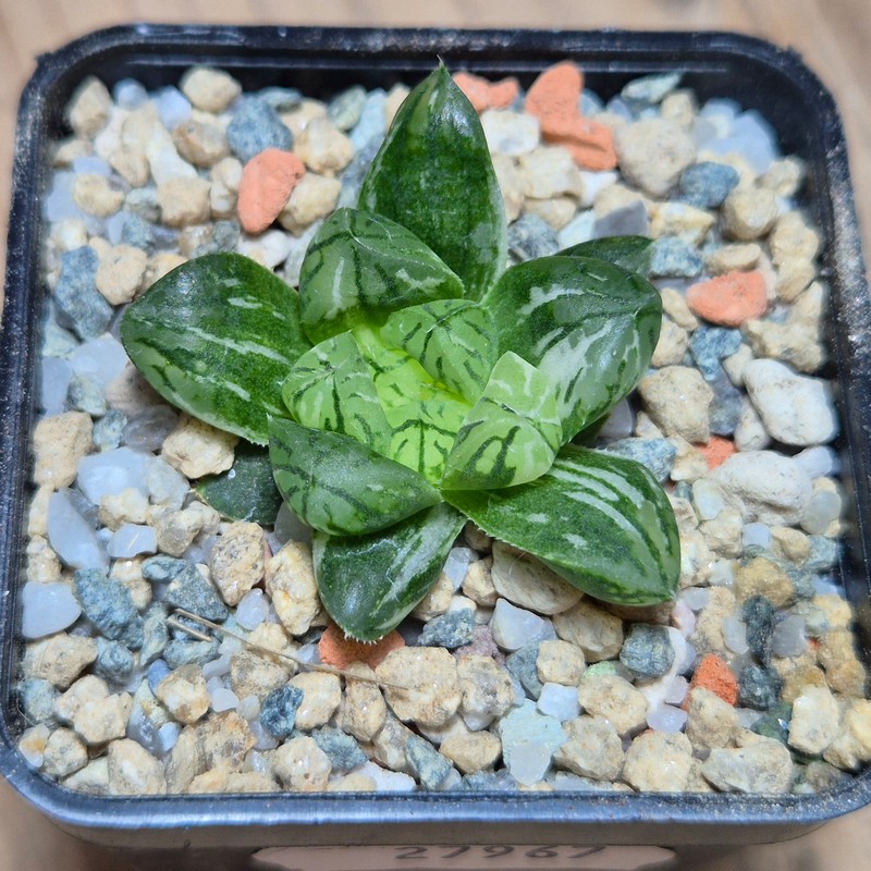 VVG27967 Haworthia obtusa ‘Komomo’ f. variegata ex. Japan - Image 2