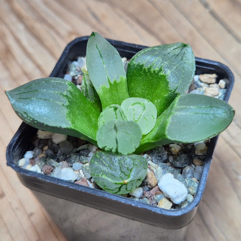 VVG27973 Haworthia comptoniana mutant ‘Corn Poppy’ - Image 2