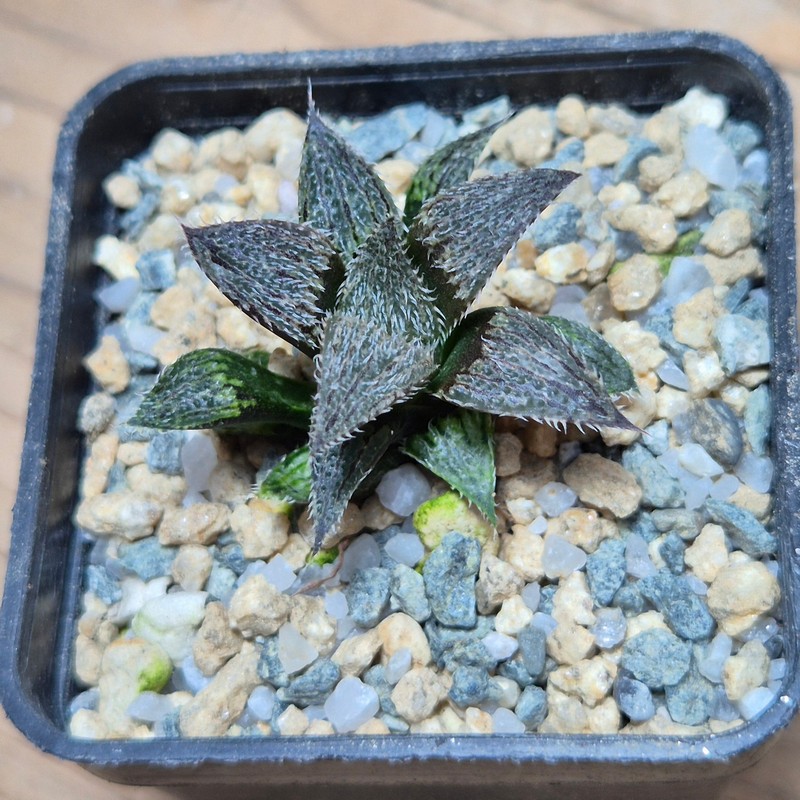 VVG27975 Haworthia mirabilis v.pillosa MBB7246 seedling - Image 2