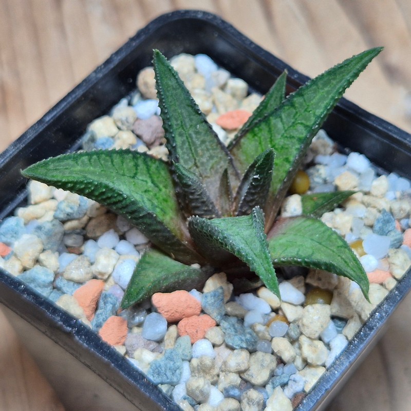 VVG27976 Haworthia woolleyi x koelmaniorum cutting - Image 2
