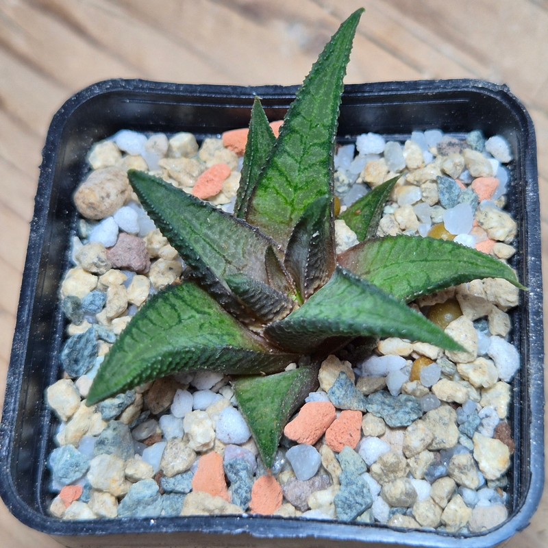 VVG27976 Haworthia woolleyi x koelmaniorum cutting - Image 3