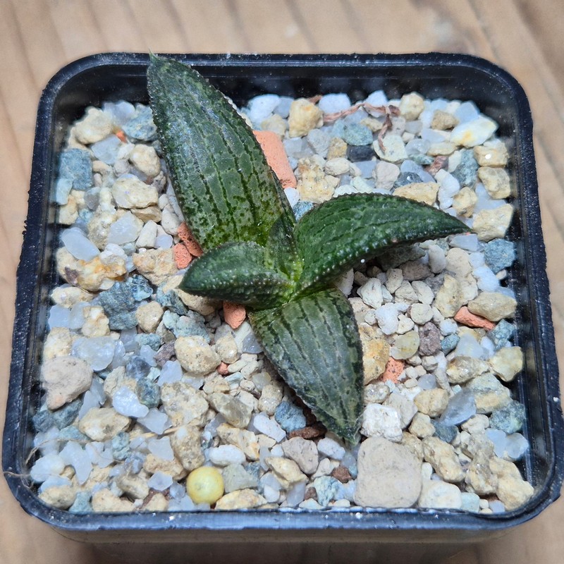 VVG27977 Haworthia koelmaniorum MTH-1 cutting