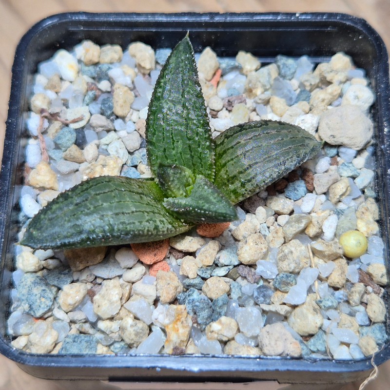 VVG27977 Haworthia koelmaniorum MTH-1 cutting - Image 2