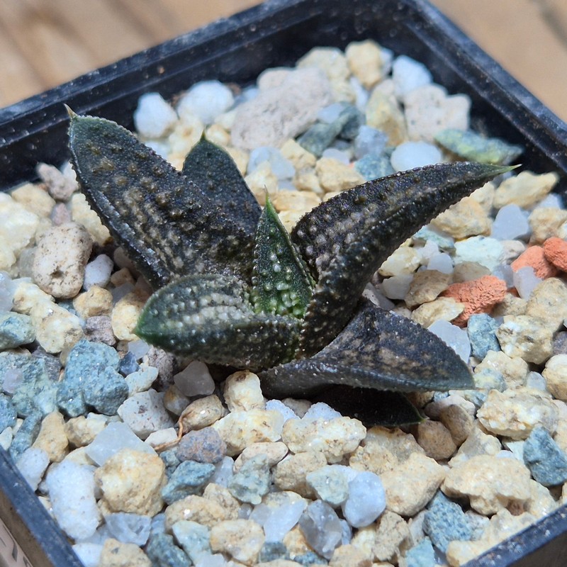 VVG27979 Haworthia ‘Kasornthamala’ cutting - Image 2