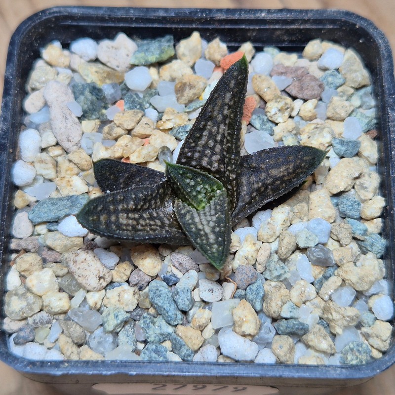 VVG27979 Haworthia ‘Kasornthamala’ cutting - Image 3