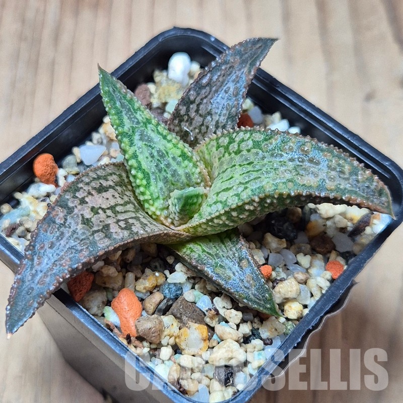 VVG27981 Haworthia ‘White Kintaikyo’ - Image 2