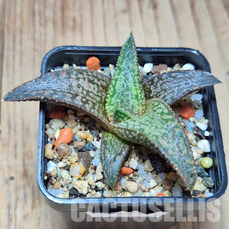 VVG27981 Haworthia ‘White Kintaikyo’ - Image 3