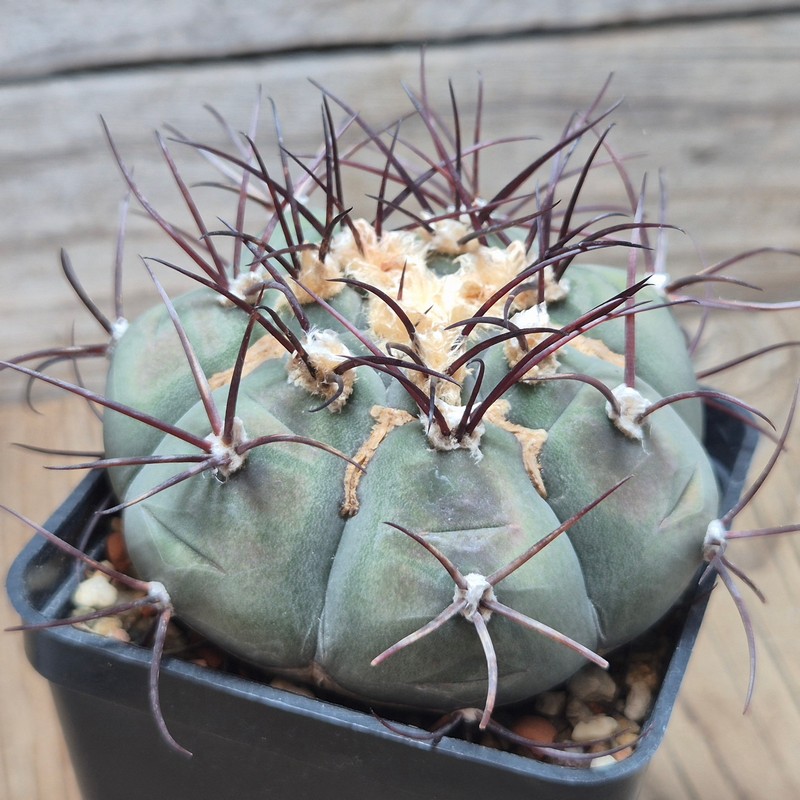DPVVG28542 Gymnocalycium cabreraense VOS 2122 8 years old