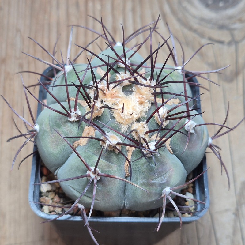 DPVVG28542 Gymnocalycium cabreraense VOS 2122 8 years old - Image 2