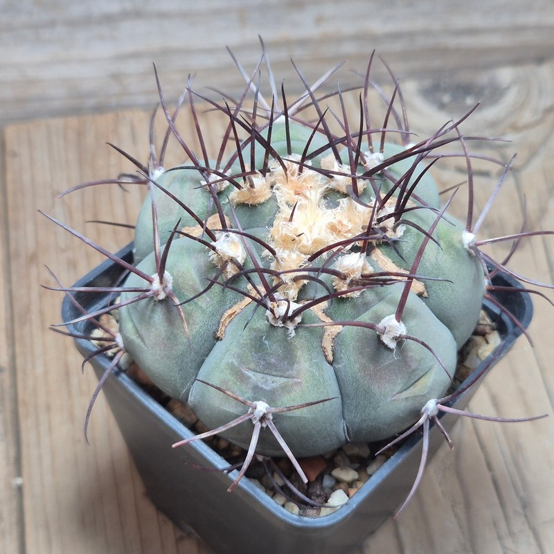 DPVVG28542 Gymnocalycium cabreraense VOS 2122 8 years old - Image 3