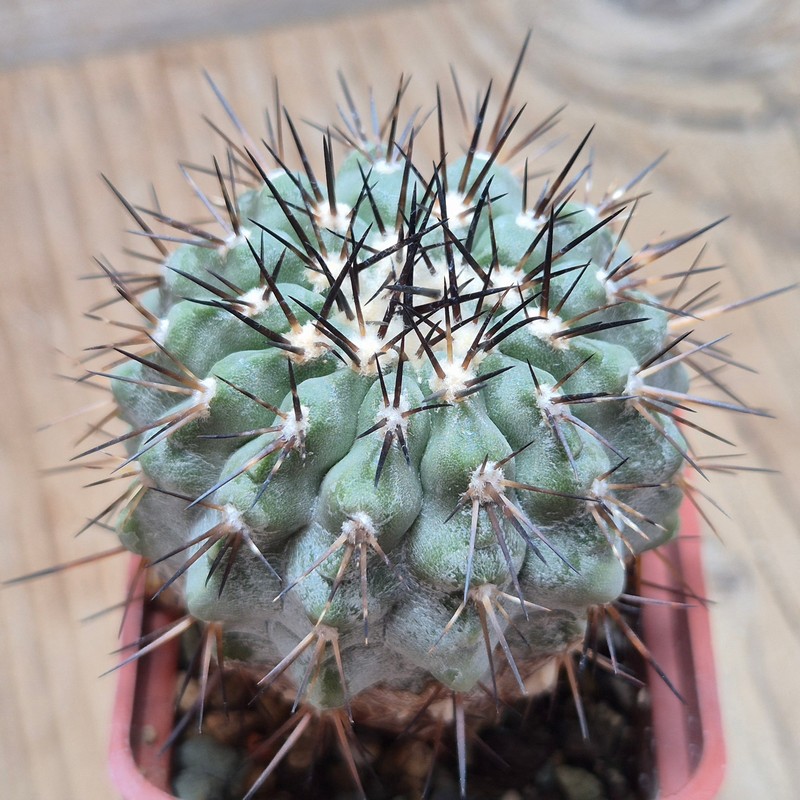 DPVVG28543 Copiapoa cinerea 8 years old