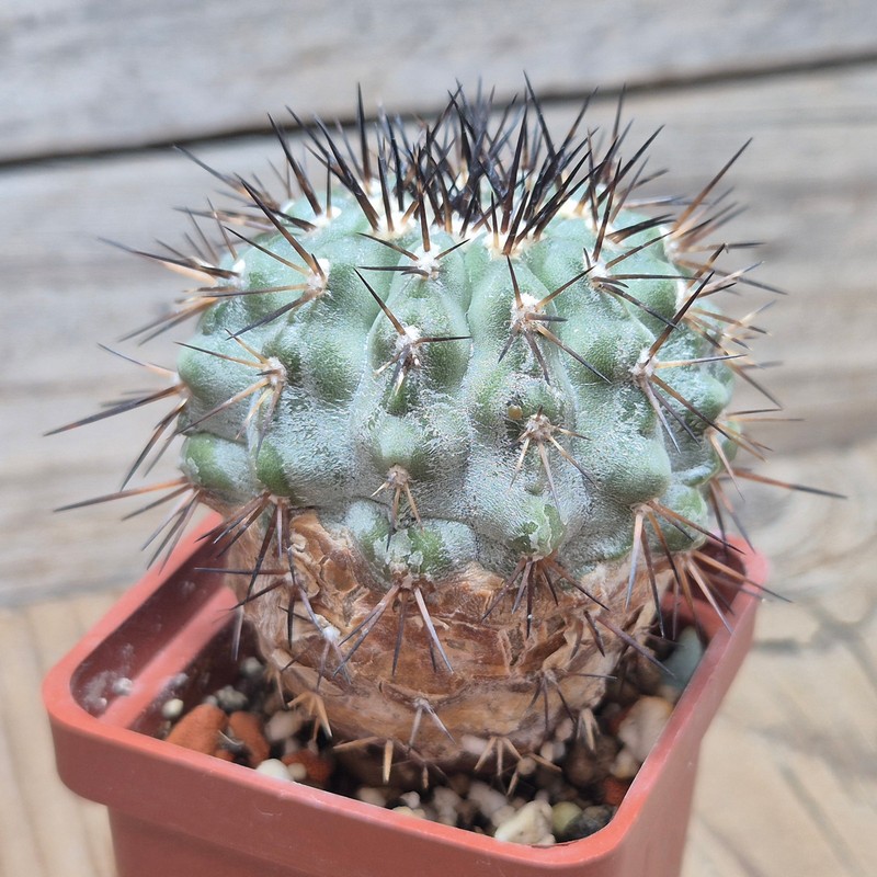 DPVVG28543 Copiapoa cinerea 8 years old - Image 2