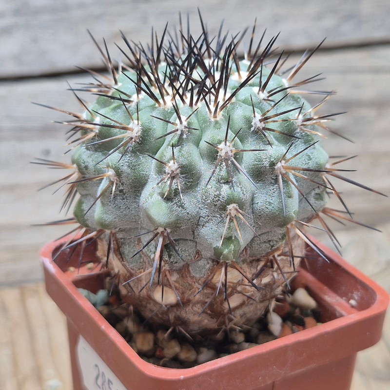 DPVVG28543 Copiapoa cinerea 8 years old - Image 3