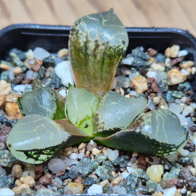 VVG28552 Haworthia comptoniana mutant