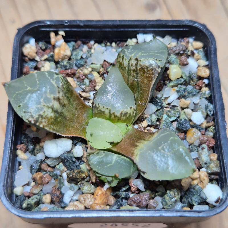 VVG28552 Haworthia comptoniana mutant - Image 2