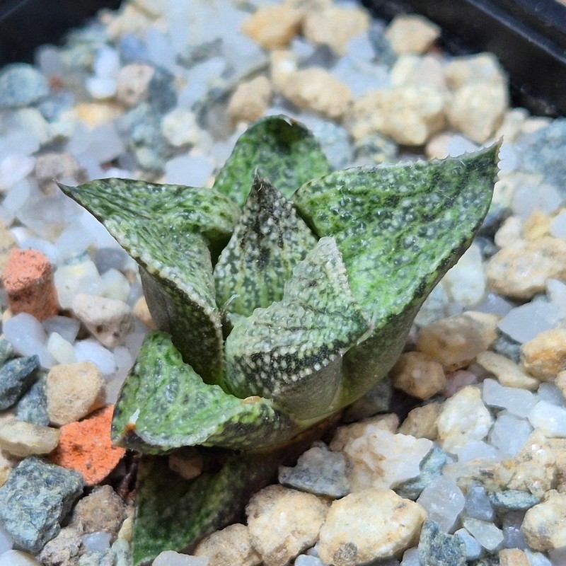 VVG28553 Haworthia esterhuisenii GM320