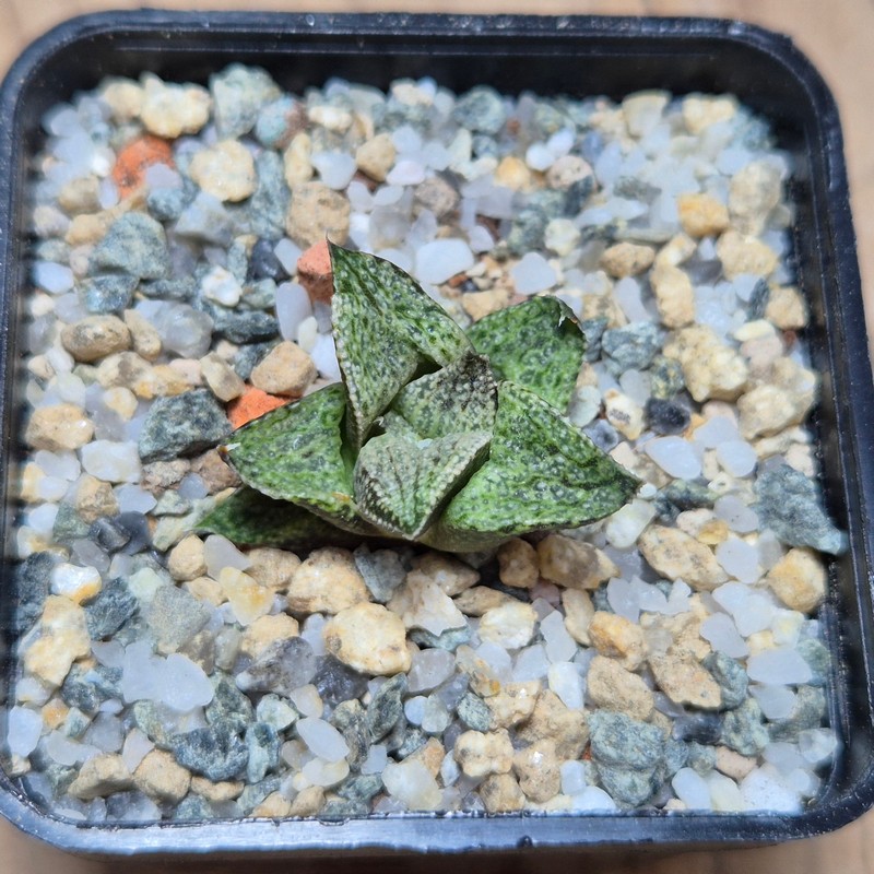 VVG28553 Haworthia esterhuisenii GM320 - Image 2