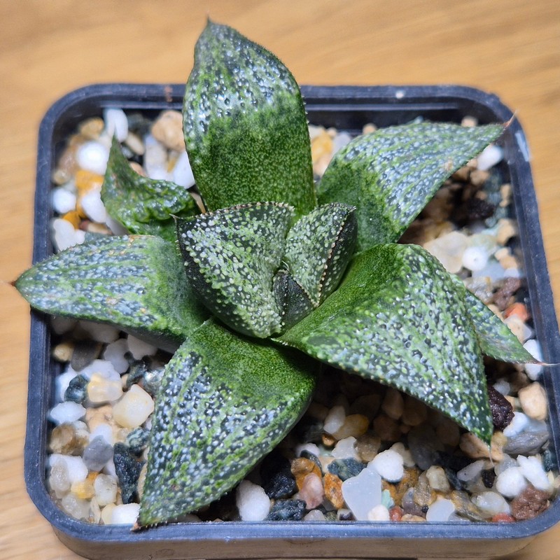 VVG28569 Haworthia magnifica v.splendens -Dekriet Road- seedling