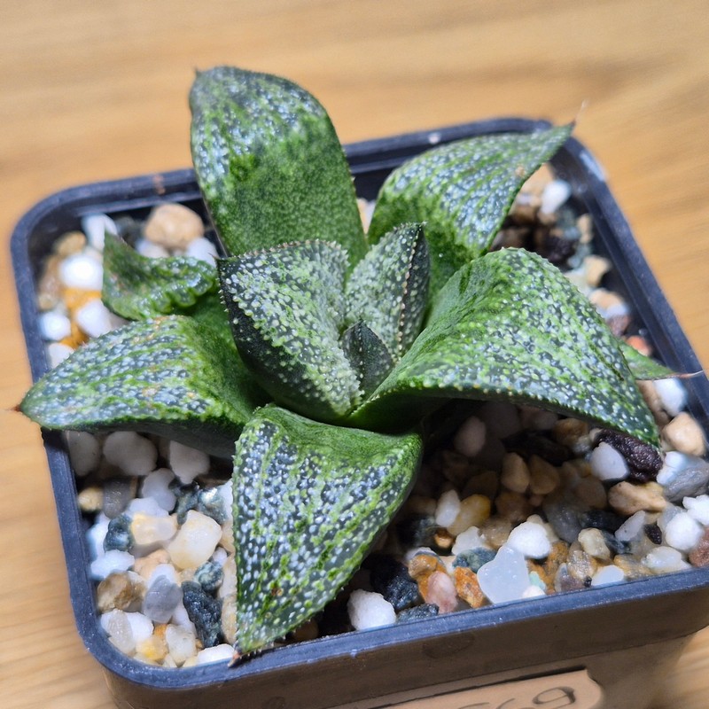 VVG28569 Haworthia magnifica v.splendens -Dekriet Road- seedling - Image 2