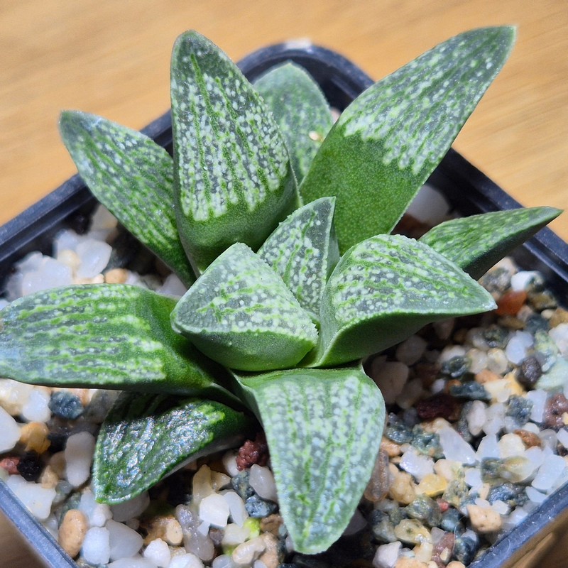 VVG28570 Haworthia pygmaea v. argenteo-maculosa seedling