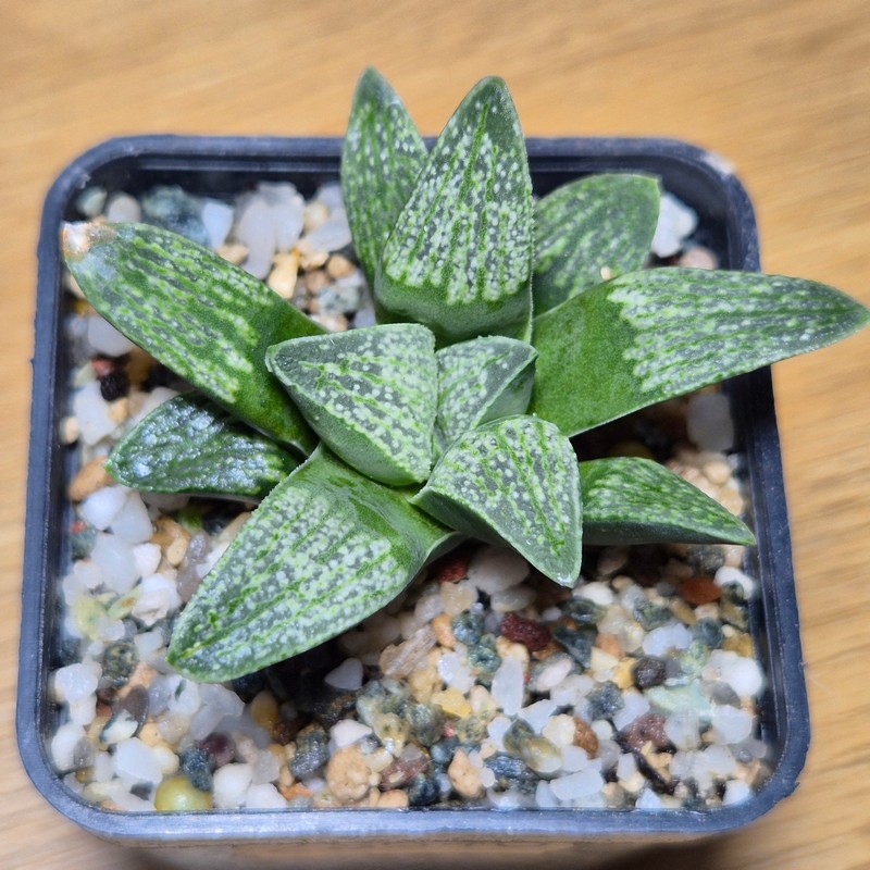 VVG28570 Haworthia pygmaea v. argenteo-maculosa seedling - Image 2