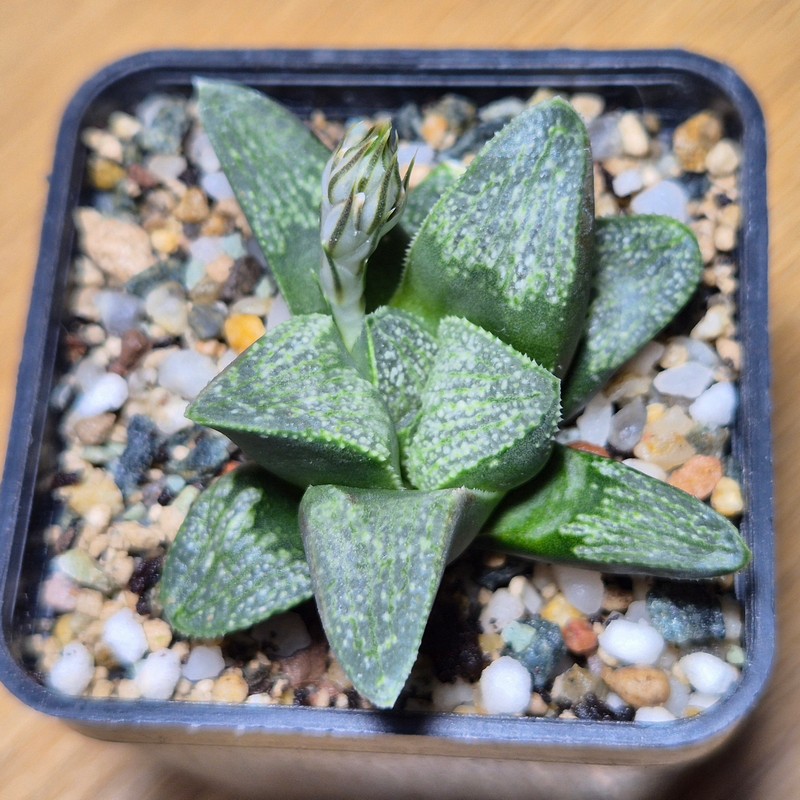 VVG28571 Haworthia pygmaea v. argenteo-maculosa seedling - Image 2