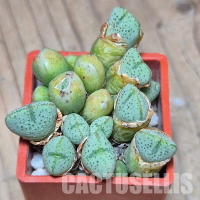 VVG28574 Conophytum taylorianum