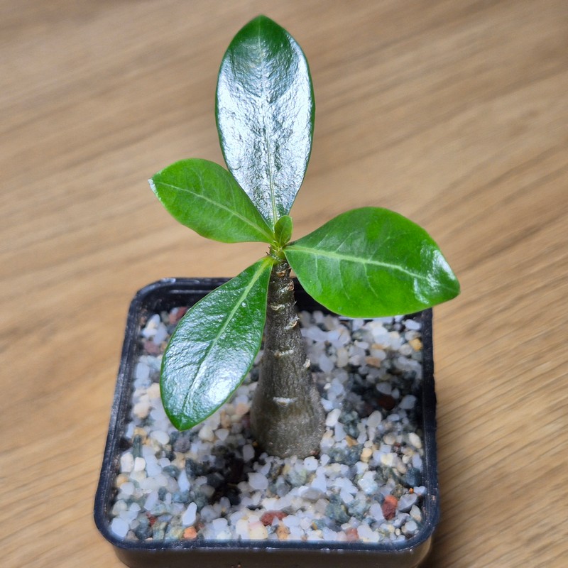 VVG28576 Adenium obesum hybrid mix