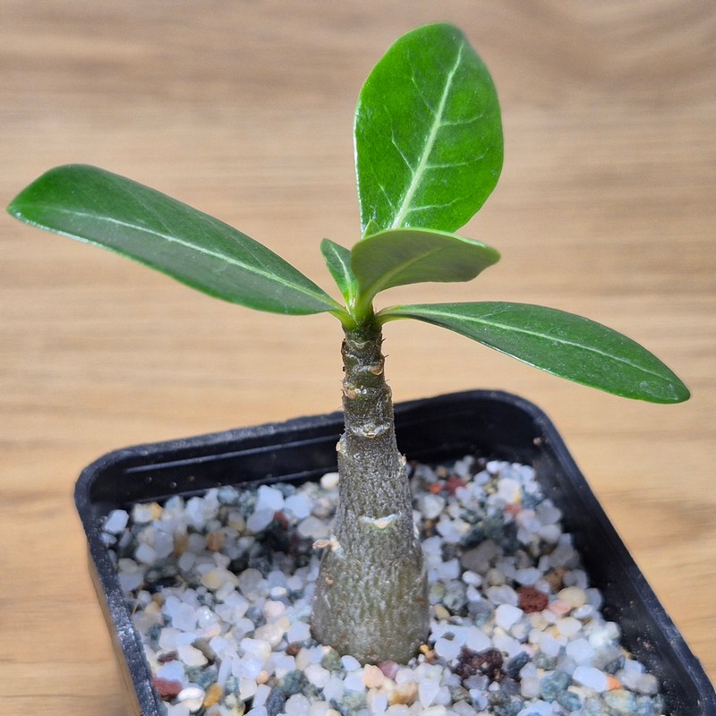 VVG28576 Adenium obesum hybrid mix - Image 2