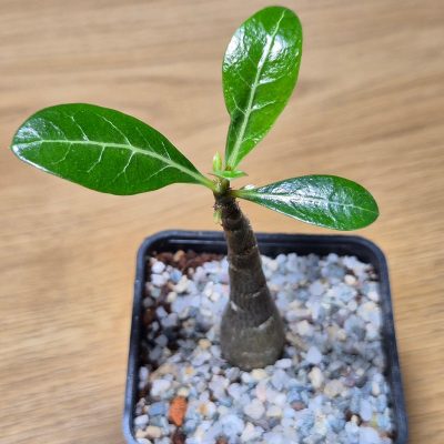 VVG28577 Adenium obesum hybrid mix