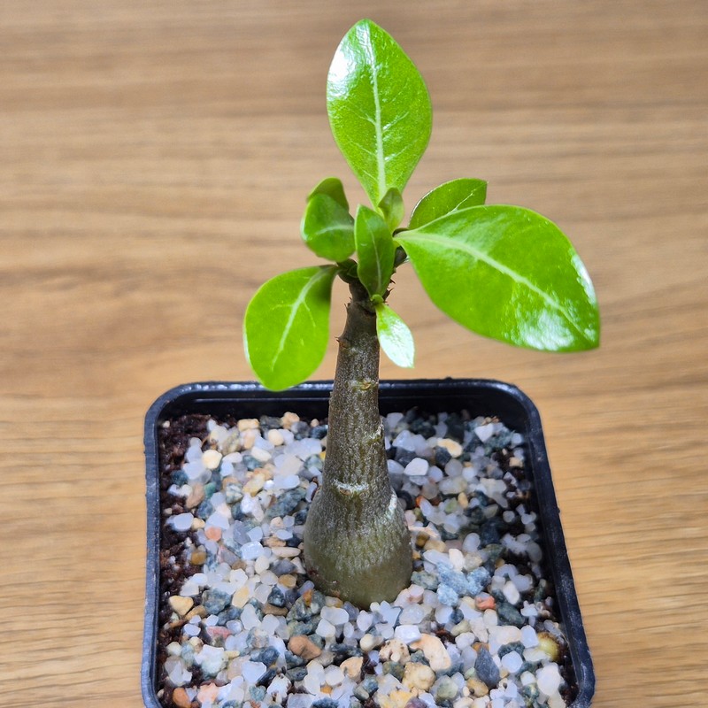VVG28578 Adenium obesum hybrid mix - Image 2