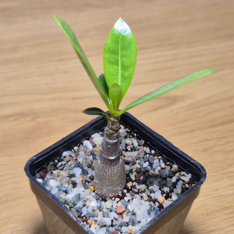 VVG28579 Adenium obesum hybrid mix - Image 2