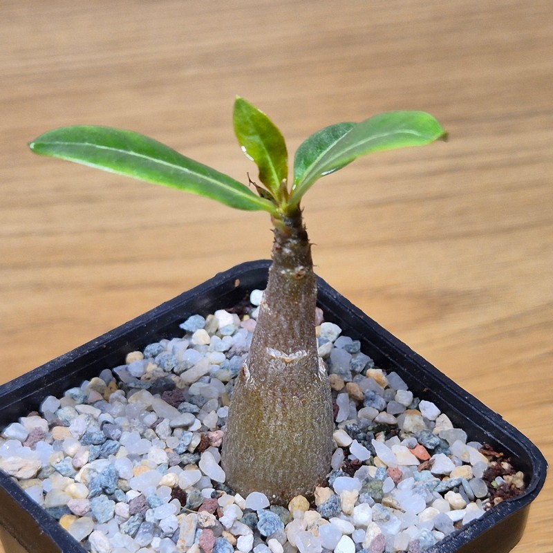 VVG28581 Adenium obesum hybrid mix - Image 2