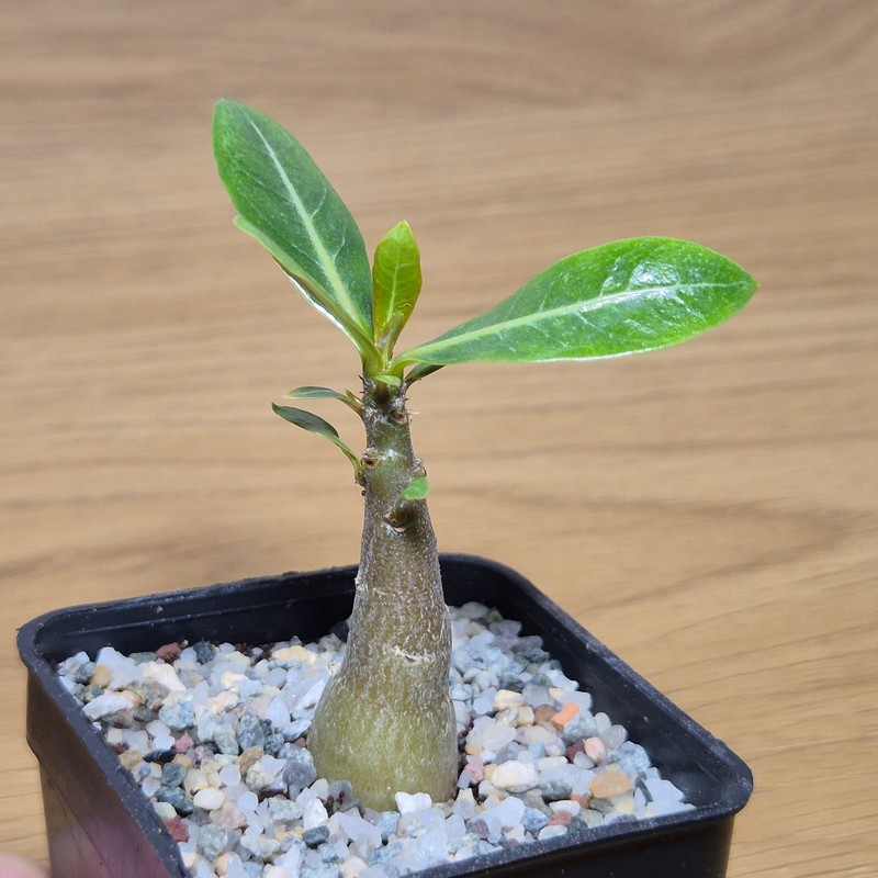 VVG28582 Adenium obesum hybrid mix - Image 2