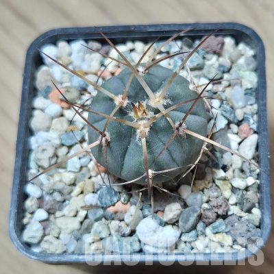 VVG29677 Gymnocalycium cardenasianum -Khores- seedling