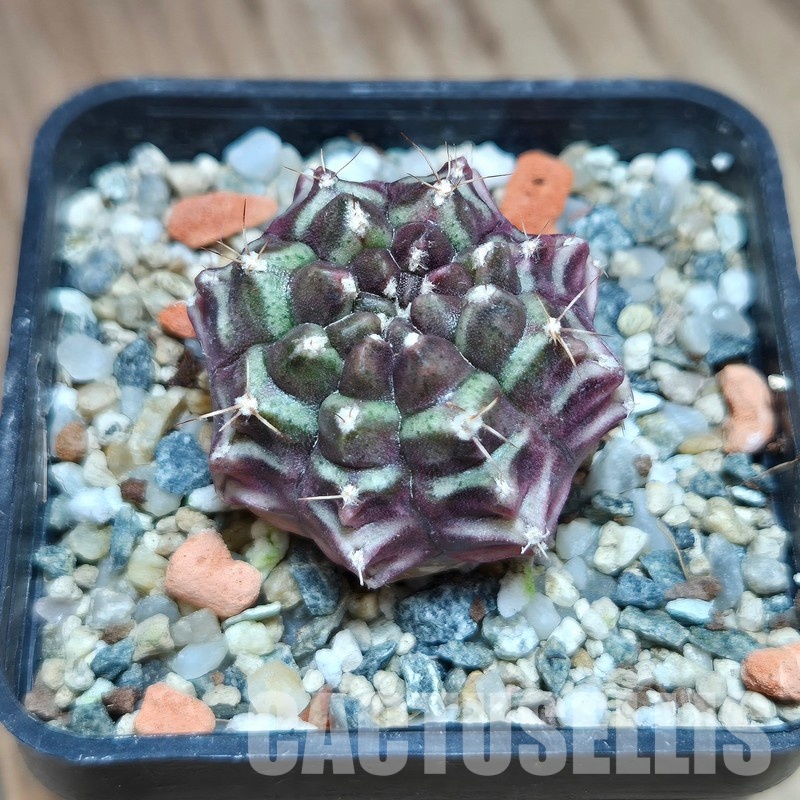 VVG29678 Gymnocalycium mihanovichii 'Day Dream' - Image 2
