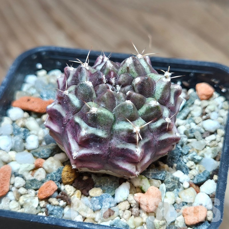 VVG29678 Gymnocalycium mihanovichii 'Day Dream'