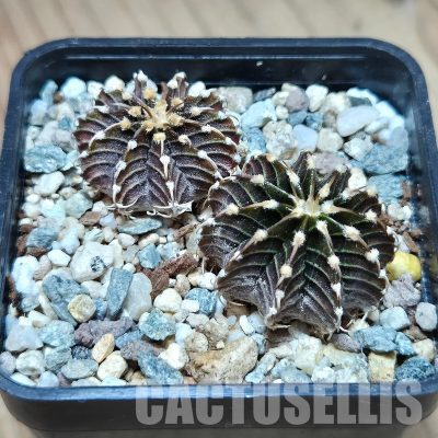 VVG29680 Gymnocalycium friedrichii -Agua Dulce- 2 plants seedling