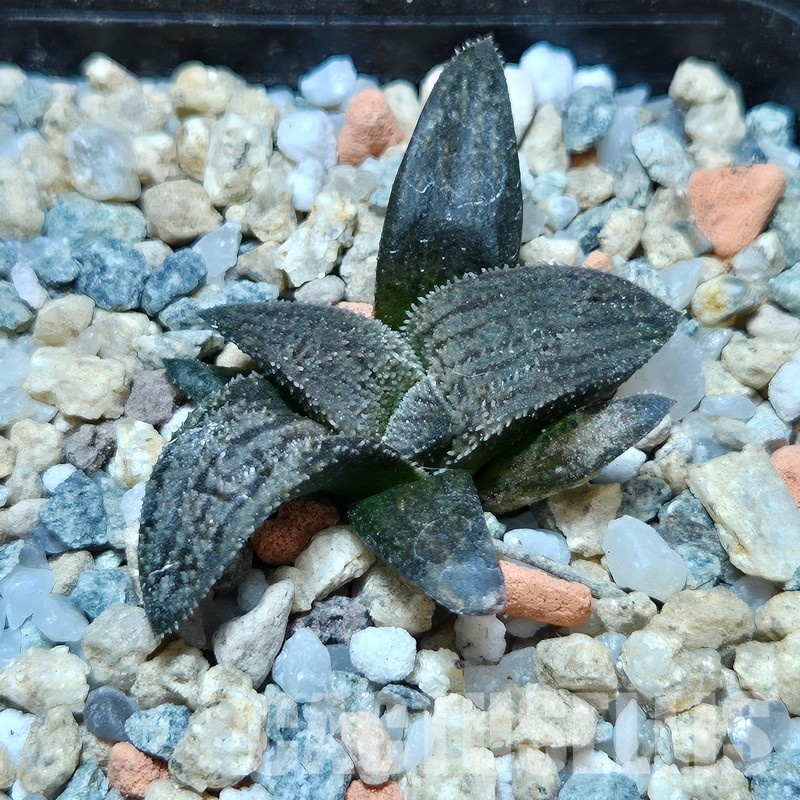 VVG29685 Haworthia ‘Sulphur’ cutting