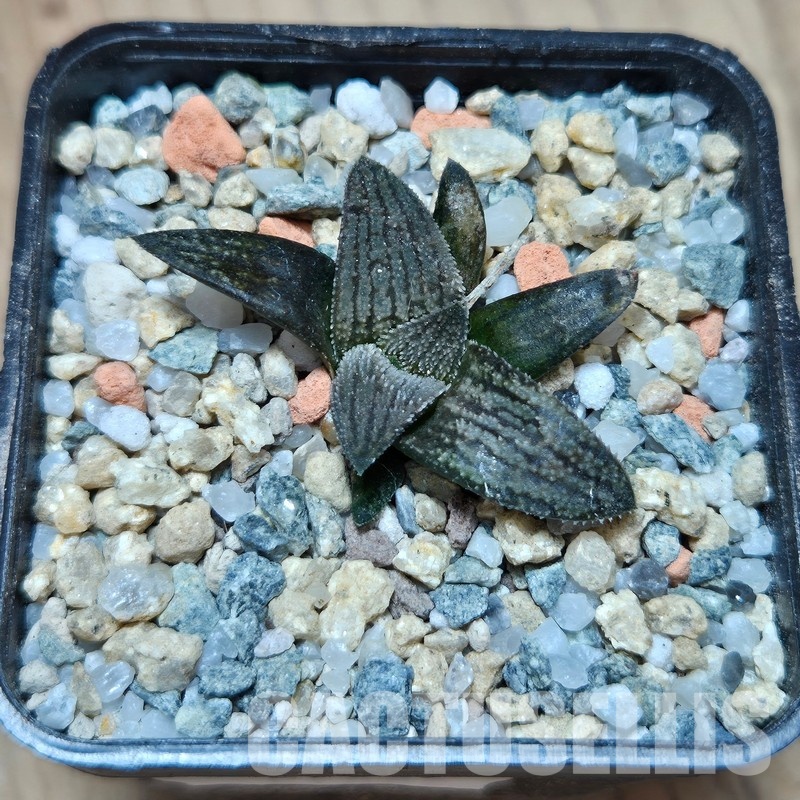 VVG29685 Haworthia ‘Sulphur’ cutting - Image 2