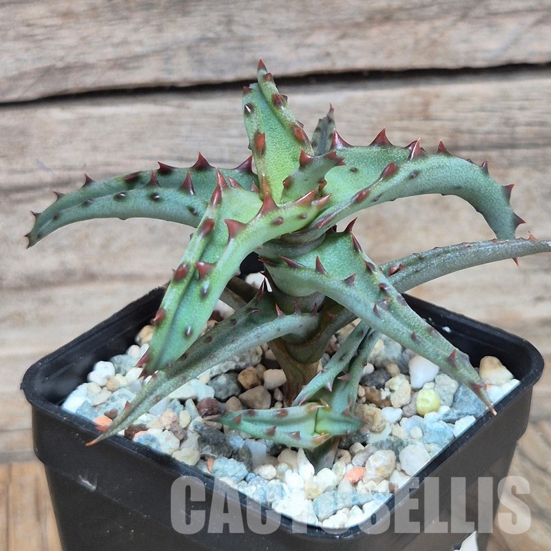 VVG29695 Aloe castilloniae seedling