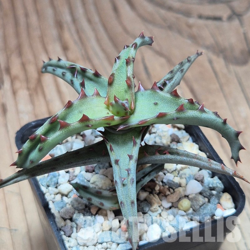 VVG29695 Aloe castilloniae seedling - Image 2