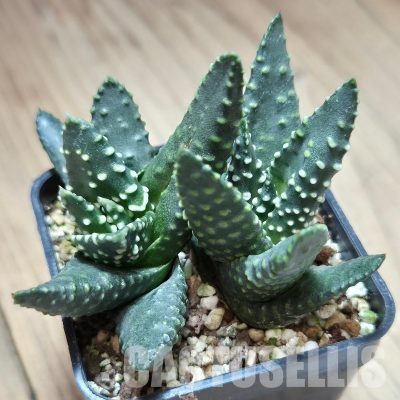 VVG29699  Haworthia maxima -Hear Worcester Airoport- 2 plants seedling
